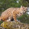 Bobcat