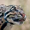 Clouded Leopard