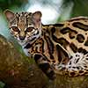 Margay