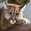 Mountain Lion
