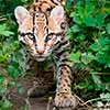 Ocelot