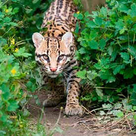 Ocelot photo: Click to open hidden gallery