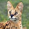 Serval