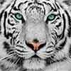 White Tiger